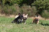BOULEDOGUE FRANCAIS 631